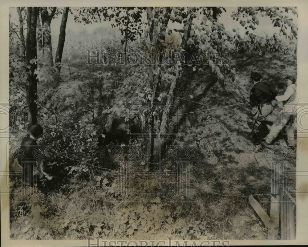 1940 Press Photo Two Indiana St. Troopers Tussle with Buffalo After Car Crash