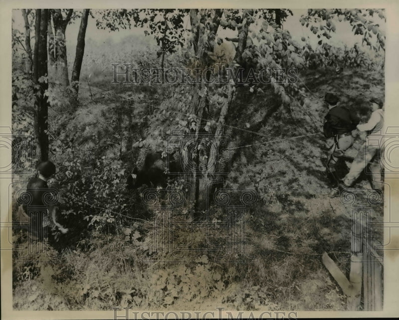 Load image into Gallery viewer, 1940 Press Photo Two Indiana St. Troopers Tussle with Buffalo After Car Crash
