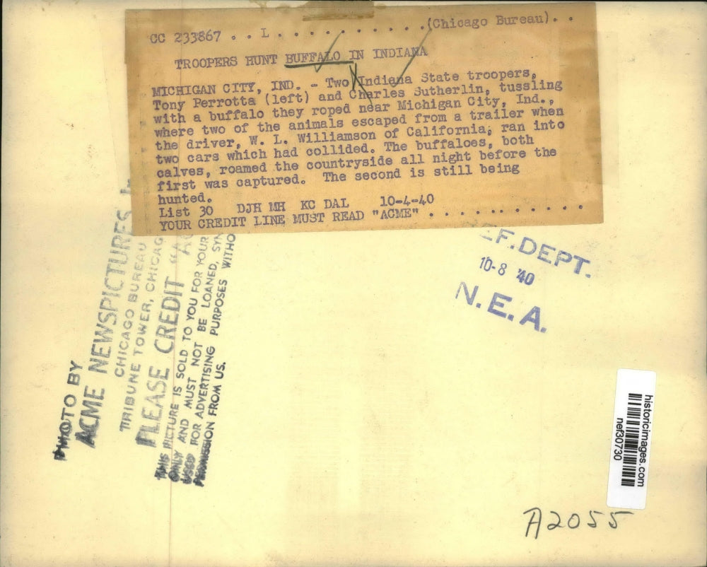 1940 Press Photo Two Indiana St. Troopers Tussle with Buffalo After Car Crash