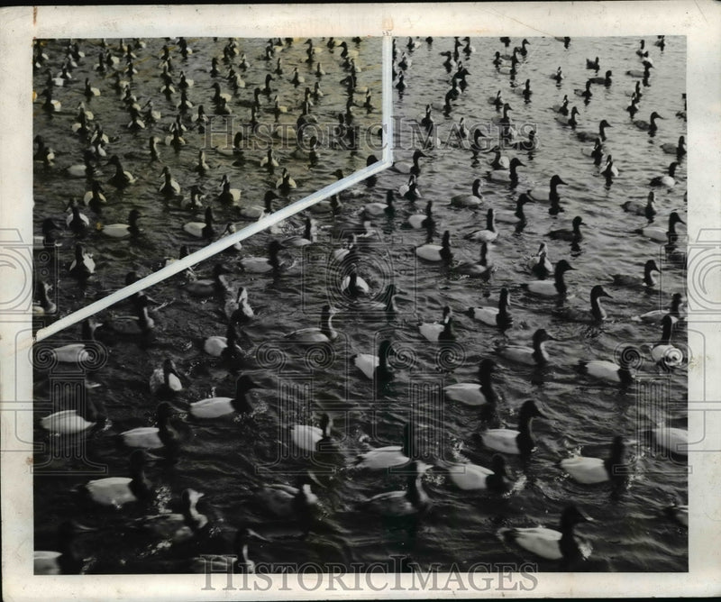 Load image into Gallery viewer, 1940 Press Photo flock of Canvas Back ducks on Lake Merritt, California
