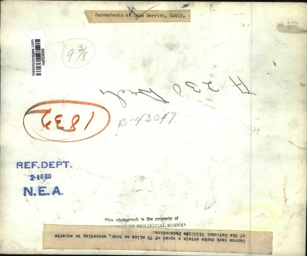 1940 Press Photo flock of Canvas Back ducks on Lake Merritt, California