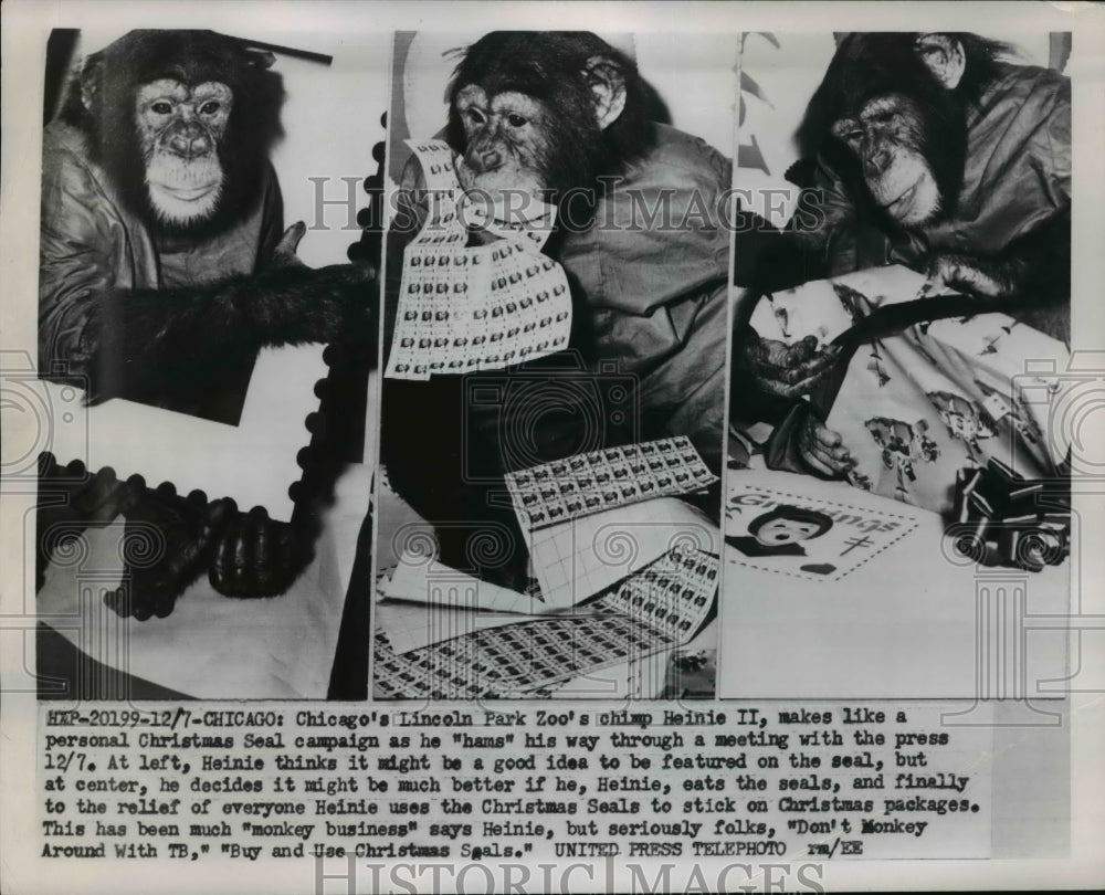 1953 Press Photo Chimp Implemented in the Sales Pitch of Christmas Seals