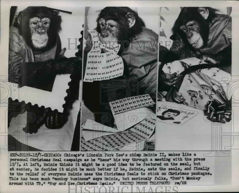 Load image into Gallery viewer, 1953 Press Photo Chimp Implemented in the Sales Pitch of Christmas Seals
