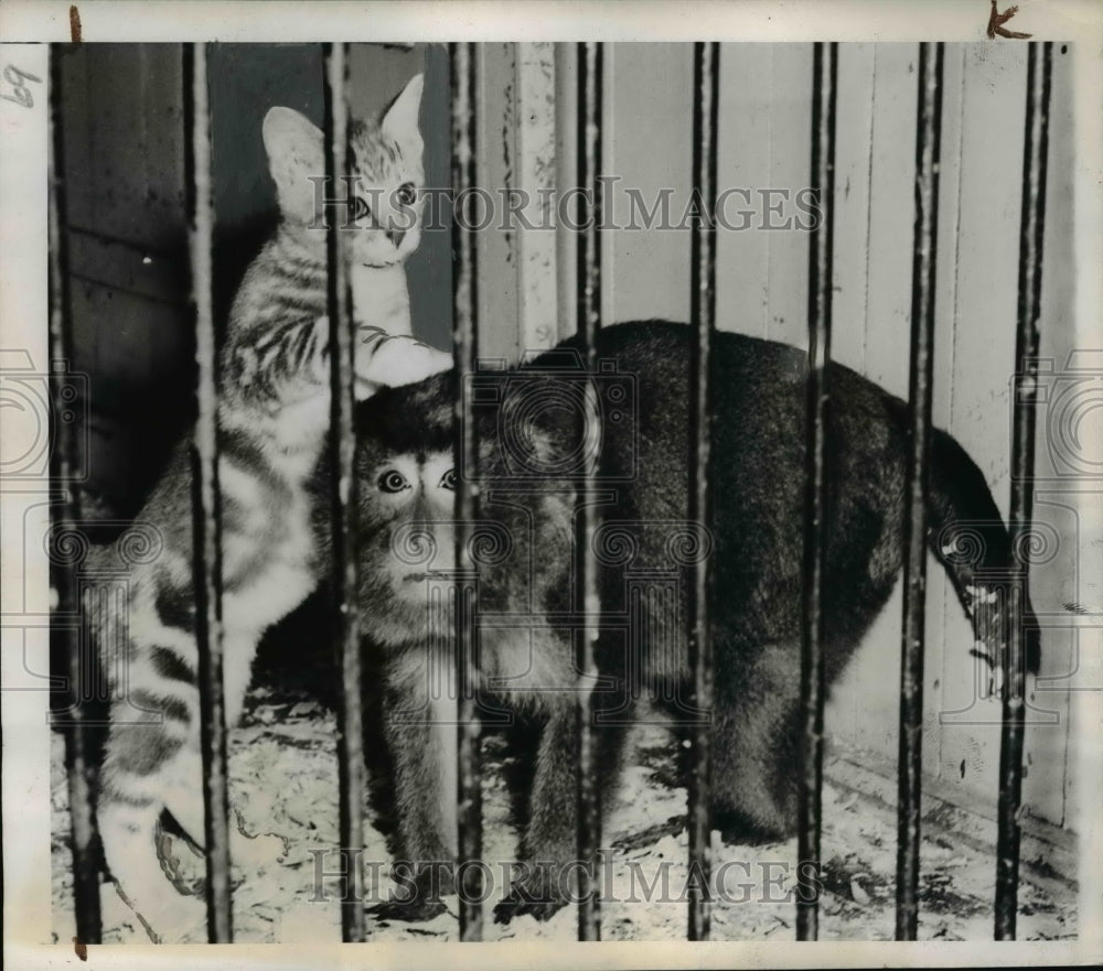 1944 Press Photo Monkey Adopts Kitten at Monkey House National Zoological Park- Historic Images