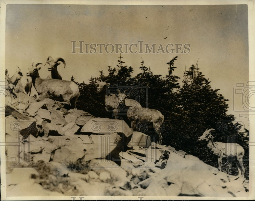 1937 Press Photo Rare Big-Horn Mountain Sheep in Chelan Nat. Forest in WA