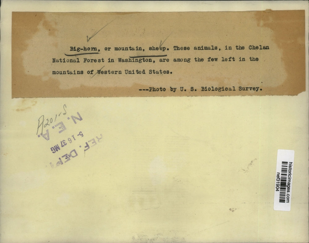 1937 Press Photo Rare Big-Horn Mountain Sheep in Chelan Nat. Forest in WA