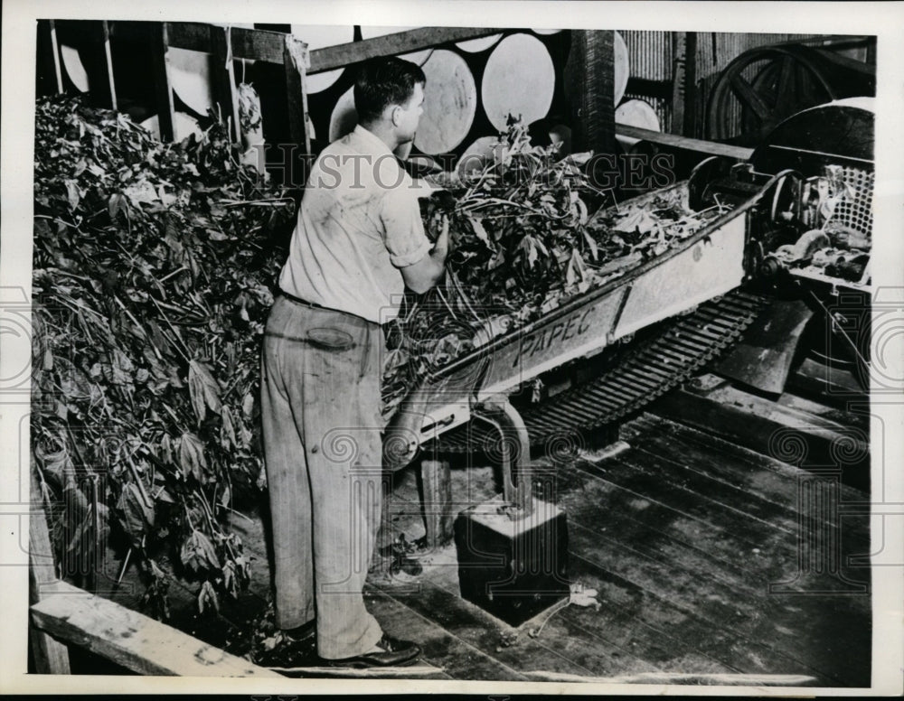 1943 Press Photo Castor Bean Plant Chopped in Factory for Insecticide
