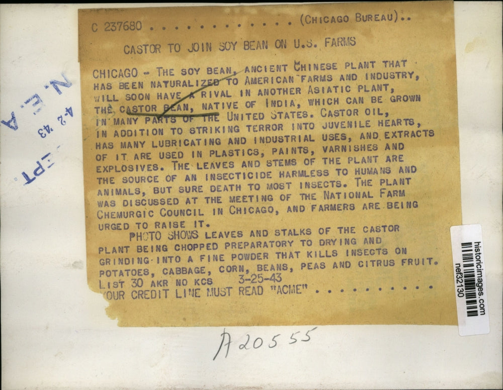 1943 Press Photo Castor Bean Plant Chopped in Factory for Insecticide