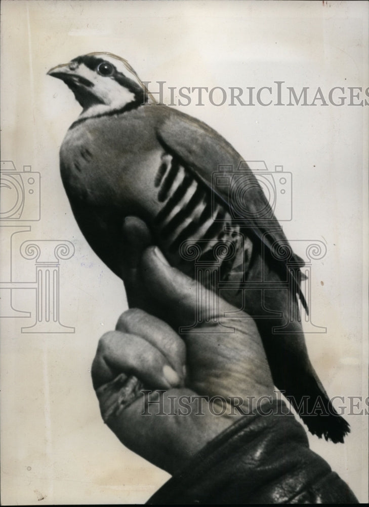 1937 Press Photo Chukar Partridge Bird - nef32209