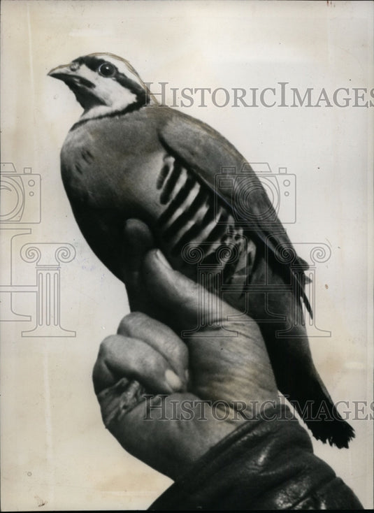 1937 Press Photo Chukar Partridge Bird - nef32209