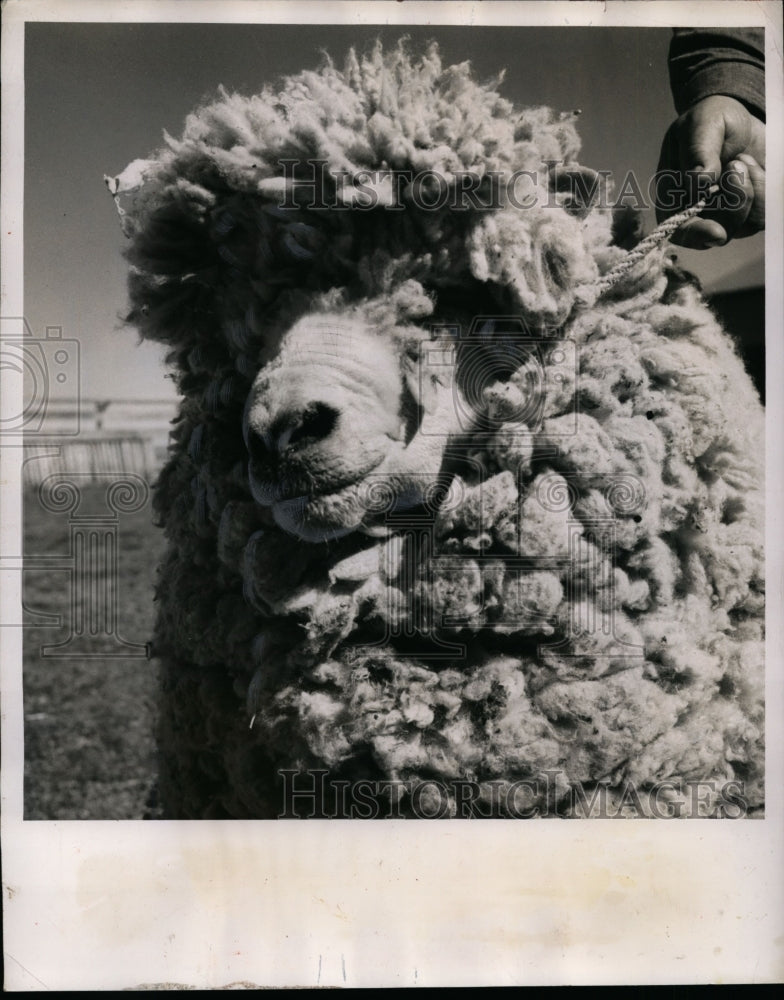 Load image into Gallery viewer, 1951 Press Photo Chilean Sheep with Perfect Wool $170 Million Dollar Roundup
