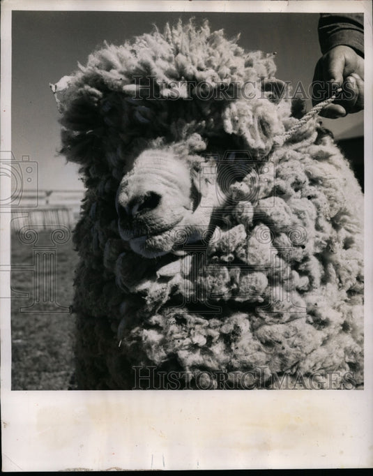 1951 Press Photo Chilean Sheep with Perfect Wool $170 Million Dollar Roundup