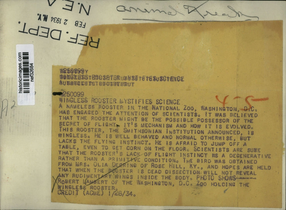 1934 Press Photo Robert Lambert holding the wingless rooster - nef32684