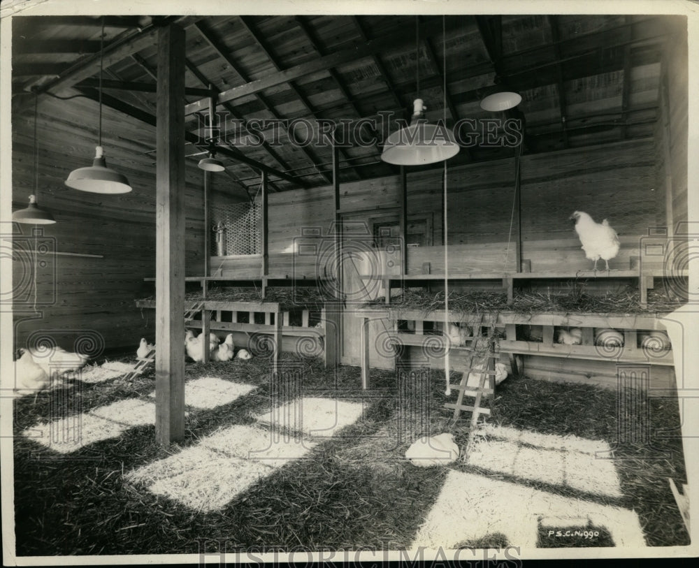 1929 Press Photo Chickens/Hens on Farm under Bright Lights - nef32862