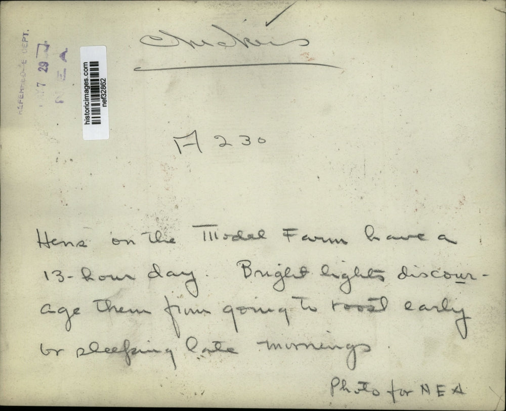 1929 Press Photo Chickens/Hens on Farm under Bright Lights - nef32862