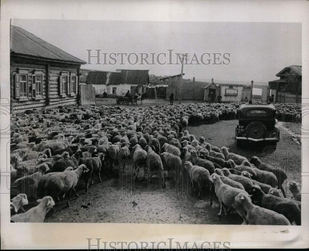 1941 Press Photo Flock of Sheep at Kalinin Collective Farm, Khakassia Siberia
