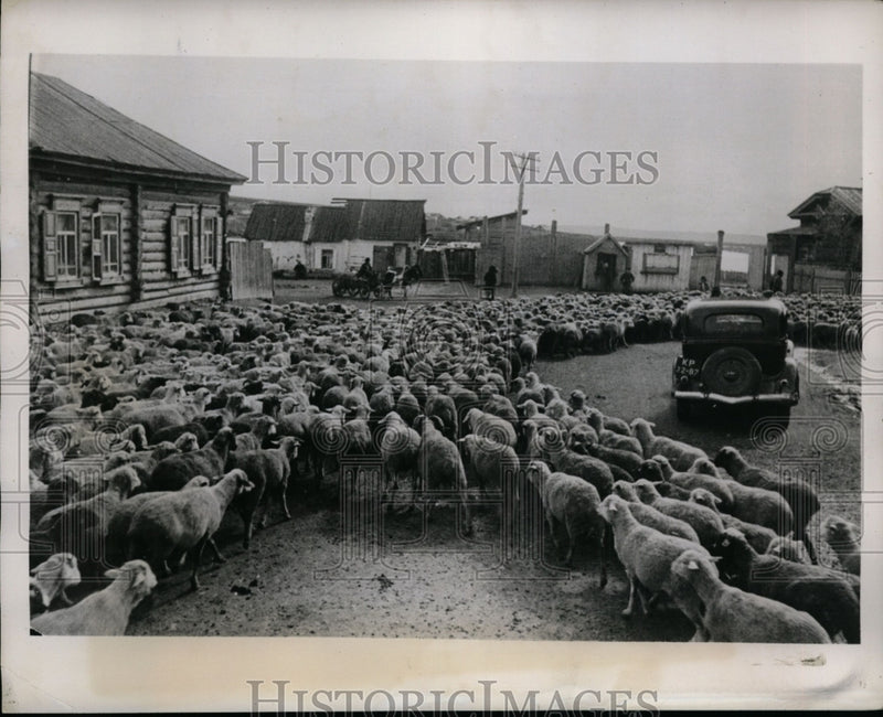 Load image into Gallery viewer, 1941 Press Photo Flock of Sheep at Kalinin Collective Farm, Khakassia Siberia
