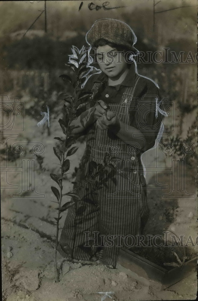 Load image into Gallery viewer, 1922 Press Photo Susan Stockschlaeder Budding Seedling on Farm - nef34302
