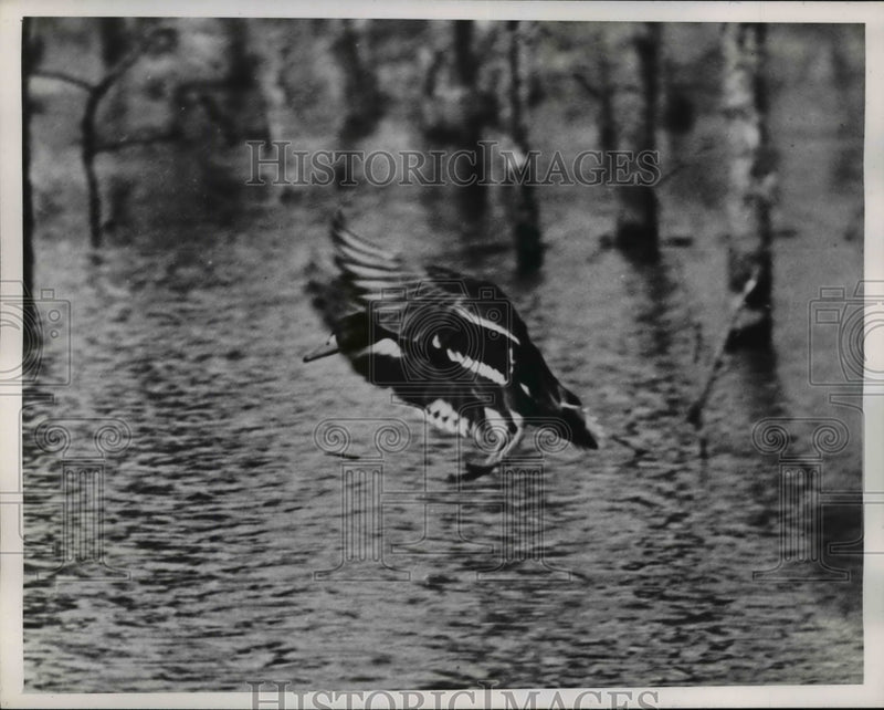 Load image into Gallery viewer, 1948 Press Photo Duck Braking in Flight - nef34512
