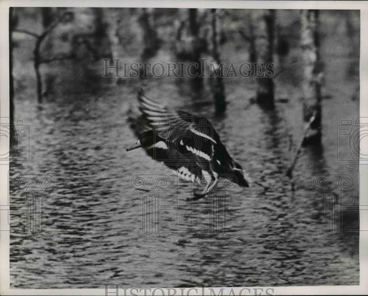 1948 Press Photo Duck Braking in Flight - nef34512