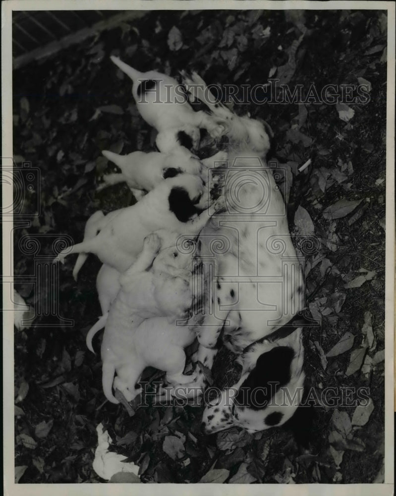 Load image into Gallery viewer, 1938 Press Photo Setter Dog Mother Feeding Puppies at Dog Mart, Virginia
