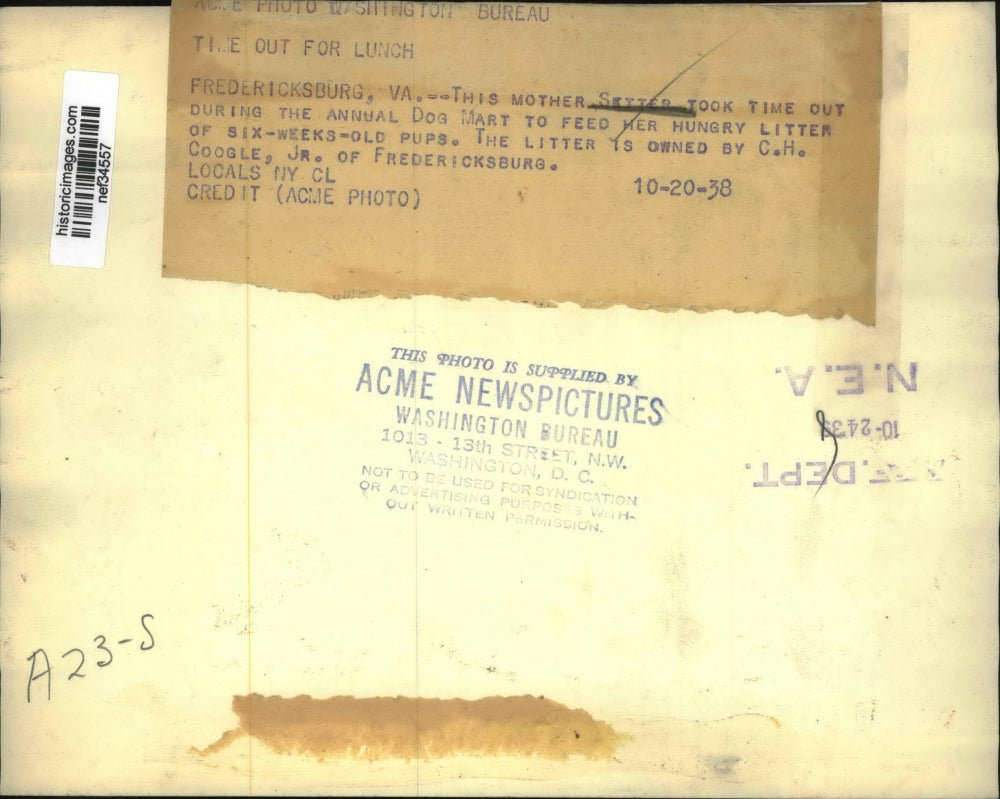 1938 Press Photo Setter Dog Mother Feeding Puppies at Dog Mart, Virginia