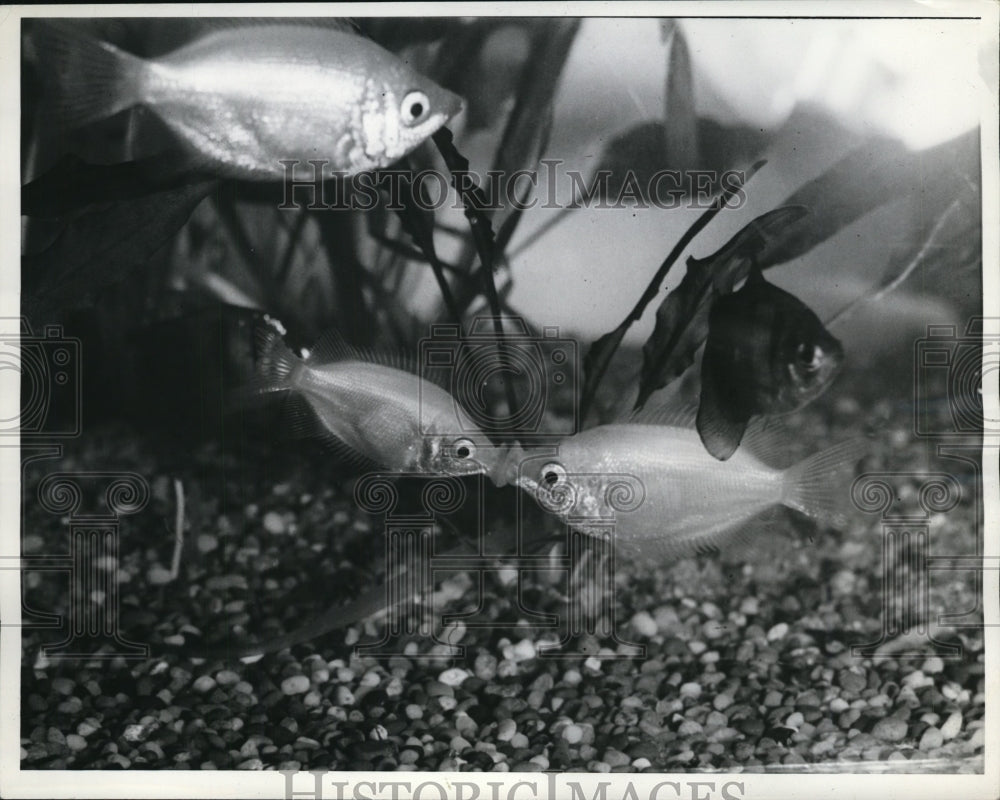 1941 Press Photo Piscatorial Osculators Kissing Gourami put on display
