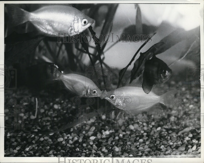 Load image into Gallery viewer, 1941 Press Photo Piscatorial Osculators Kissing Gourami put on display

