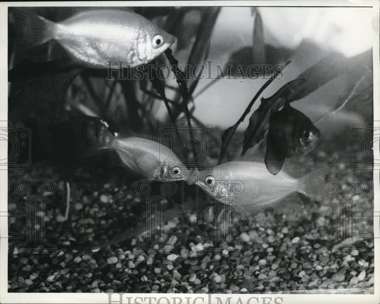 1941 Press Photo Piscatorial Osculators Kissing Gourami put on display