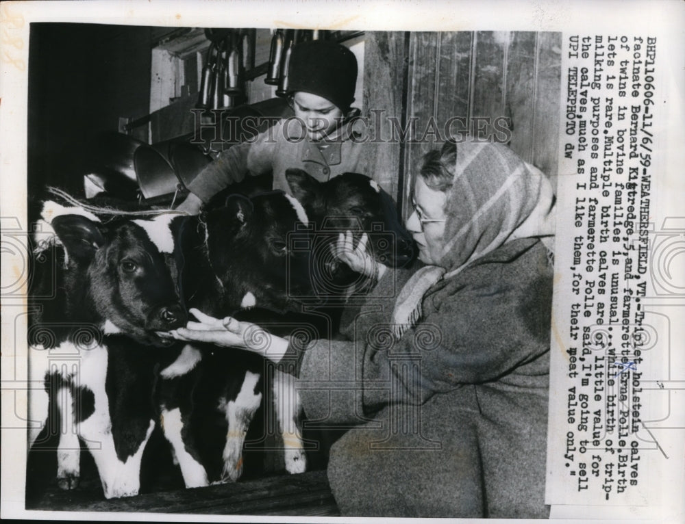 1959 Press Photo Triplet Holstein Calves Fascinate Bernard Kigtrede & Erna Polle
