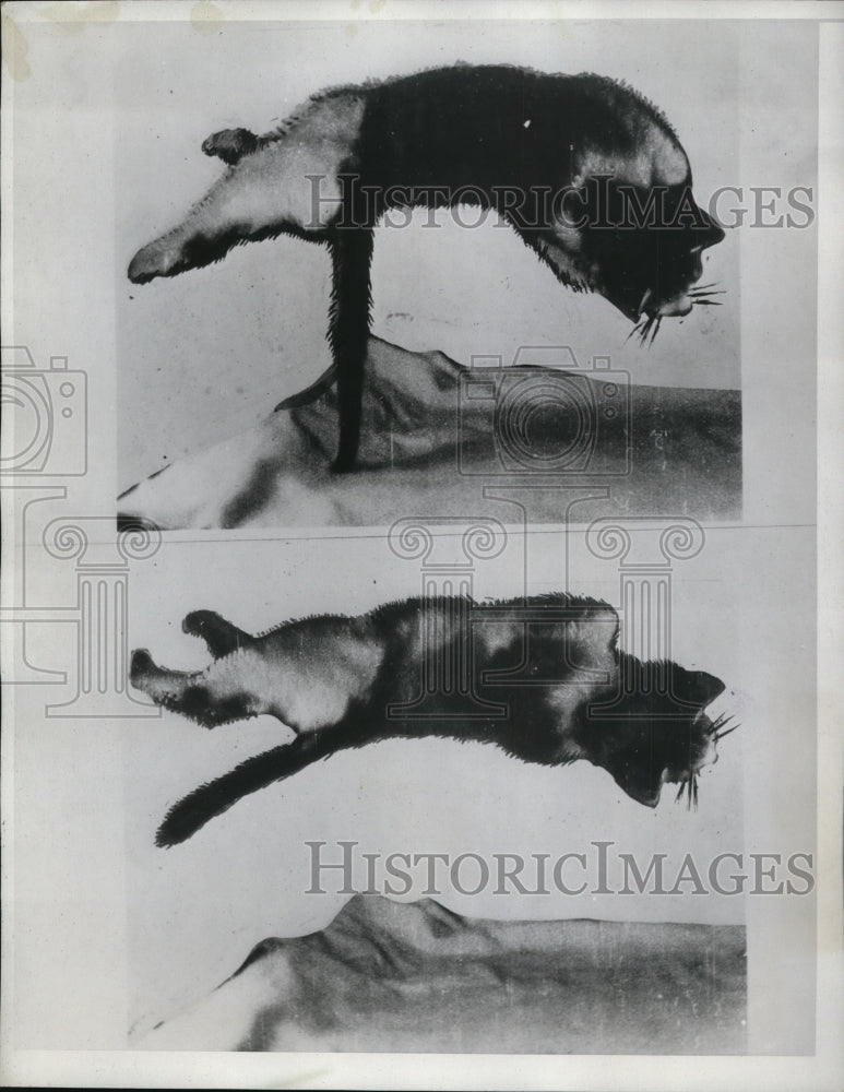 Load image into Gallery viewer, 1954 Press Photo Bottom Shows Cat Starting to Fall Then Begins to Balance Pole
