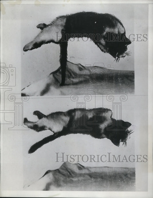 1954 Press Photo Bottom Shows Cat Starting to Fall Then Begins to Balance Pole