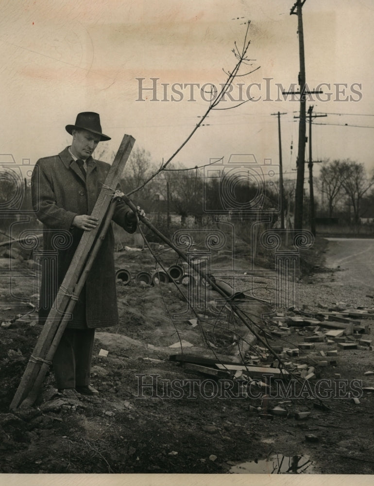 1947 Press Photo Cleveland City Forester Edward Scanlon Inspects Vandalized Tree