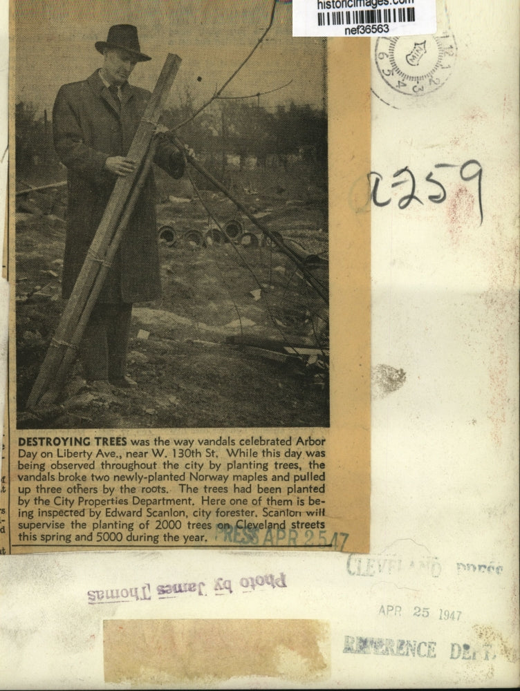 1947 Press Photo Cleveland City Forester Edward Scanlon Inspects Vandalized Tree