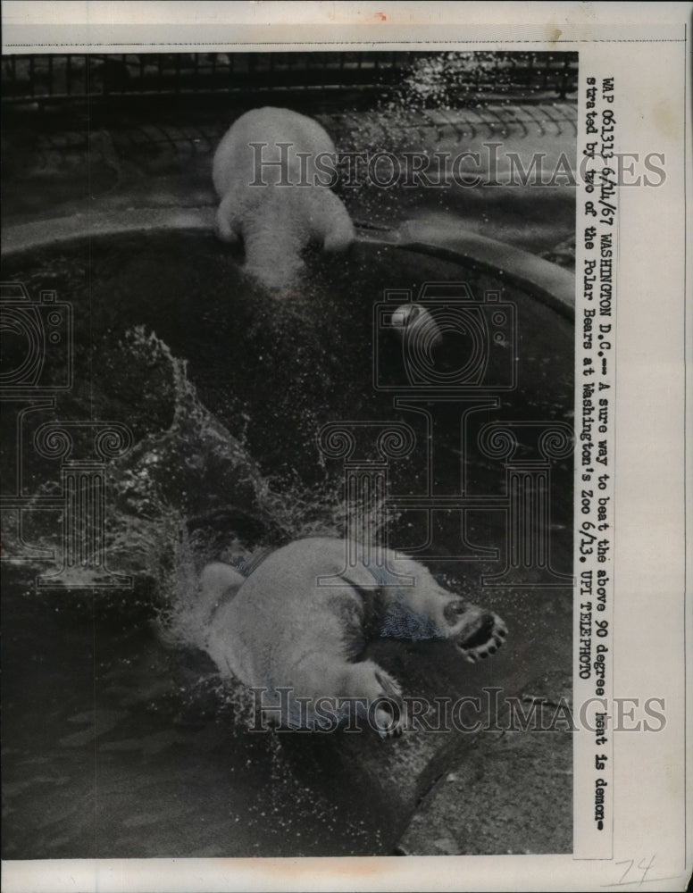 Load image into Gallery viewer, 1967 Press Photo Two Polar Bears at Washington DC's Zoo Cooling Off In Heat
