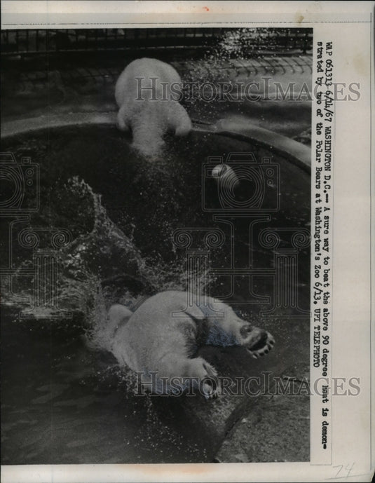 1967 Press Photo Two Polar Bears at Washington DC's Zoo Cooling Off In Heat