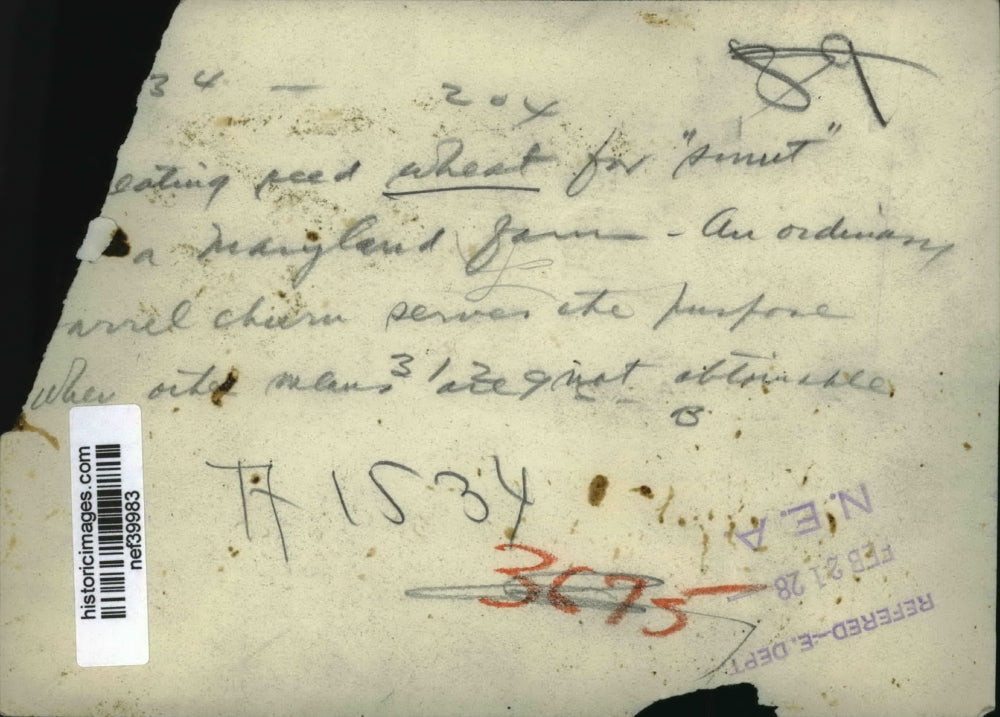 1928 Press Photo Maryland Wheat Farmers in Barn - nef39983