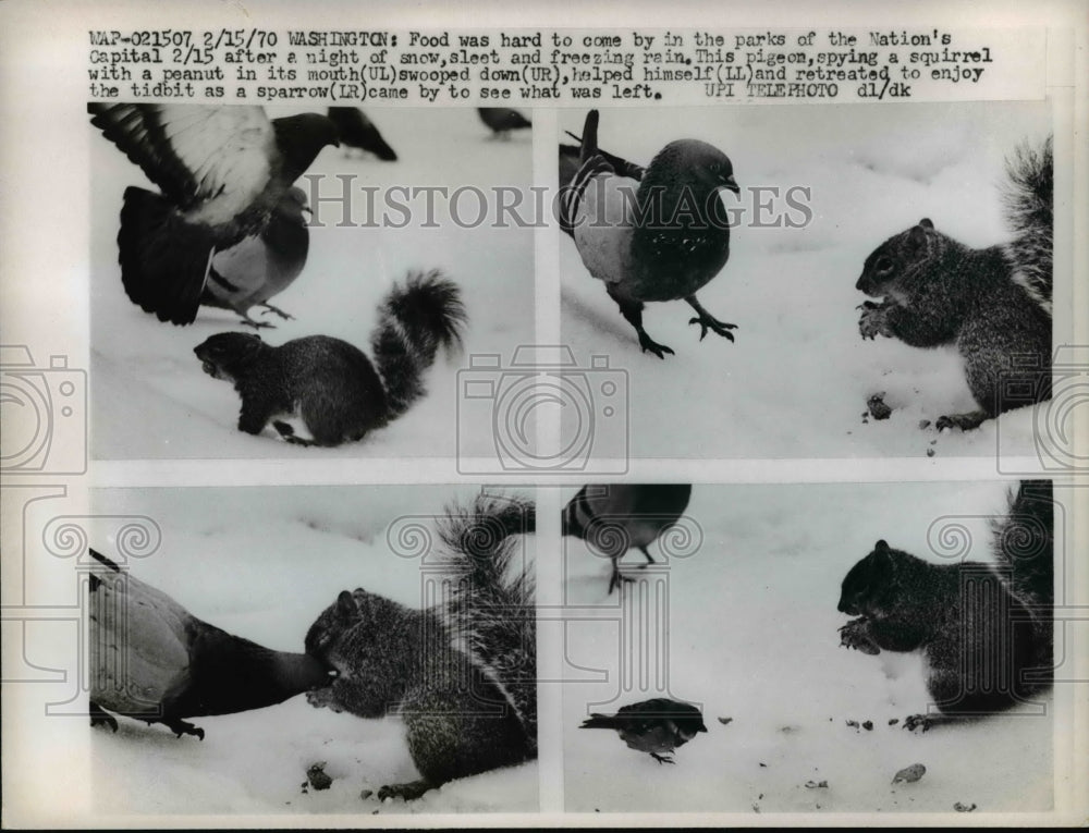 1970 Press Photo Pigeon Spying a Squirrel With Peanut Swoops Down Helps Himself