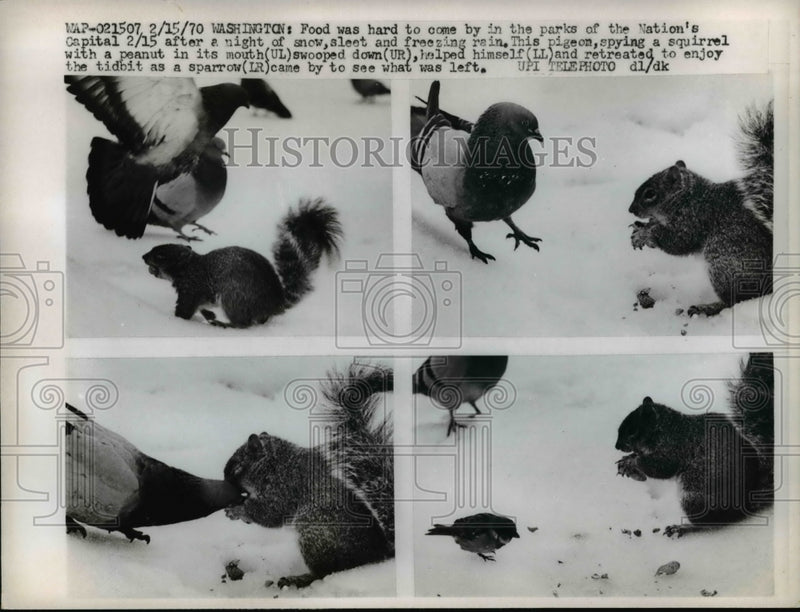 Load image into Gallery viewer, 1970 Press Photo Pigeon Spying a Squirrel With Peanut Swoops Down Helps Himself
