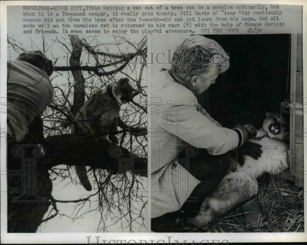 Press Photo Bill Davis Coaxes His Pet Cougar From Tree After Cat Became Loose