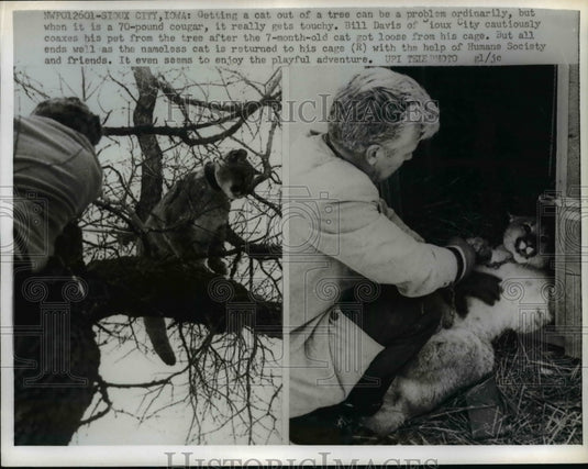 Press Photo Bill Davis Coaxes His Pet Cougar From Tree After Cat Became Loose