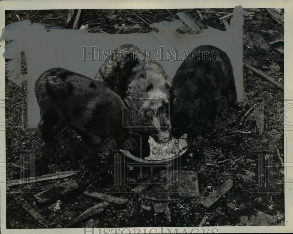 1940 Press Photo Rescued Dogs - nef40601