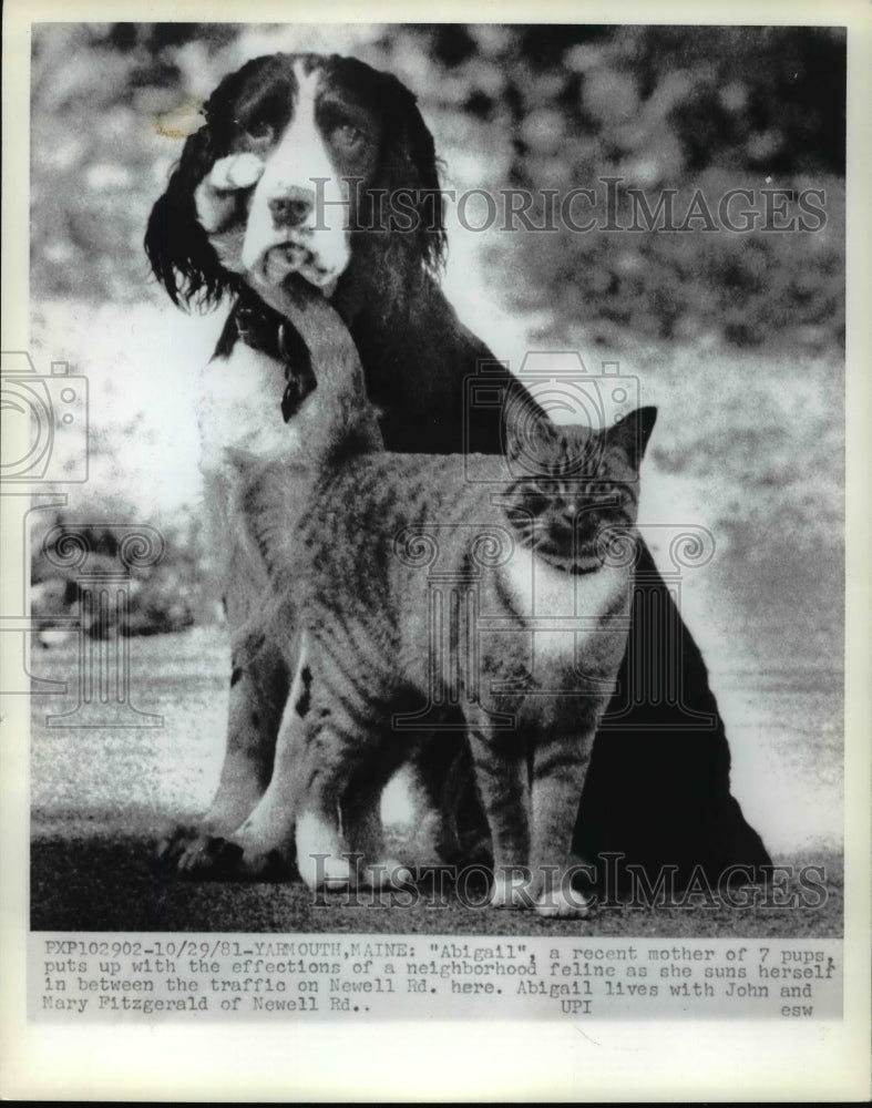 1981 Press Photo Dog & Cat in Yarmouth, Maine - nef40911