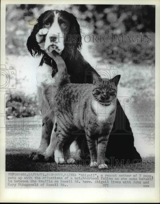 1981 Press Photo Dog & Cat in Yarmouth, Maine - nef40911