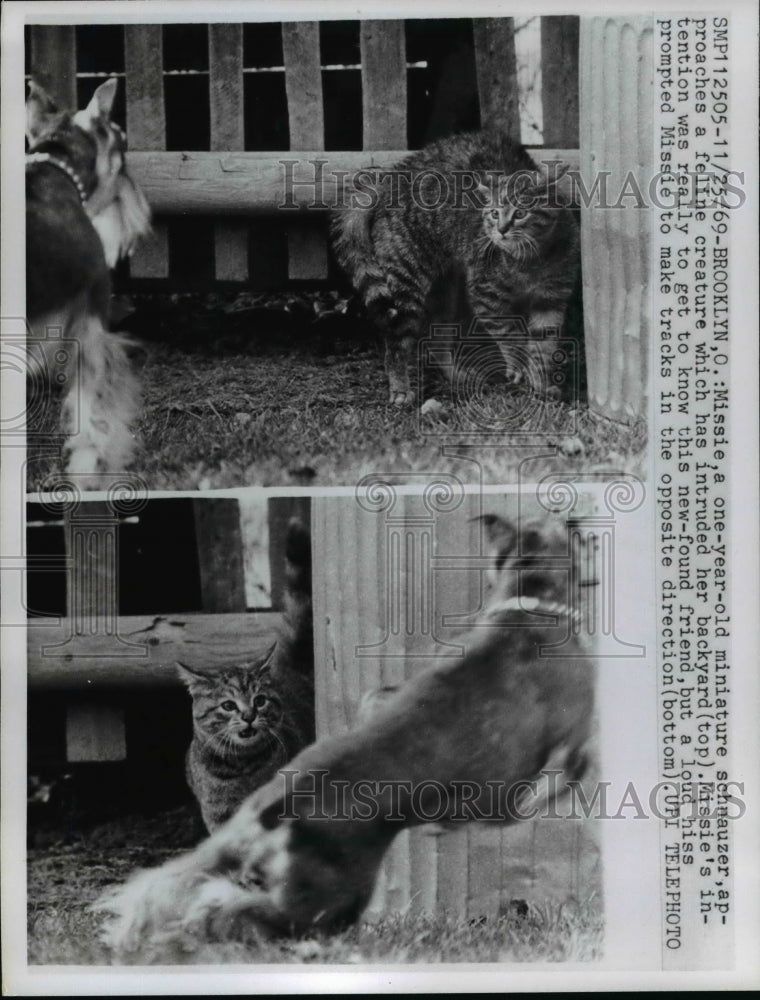 Load image into Gallery viewer, 1969 Press Photo Miniature Schnauzer Dog &amp; Cat Fight in Brooklyn, Ohio
