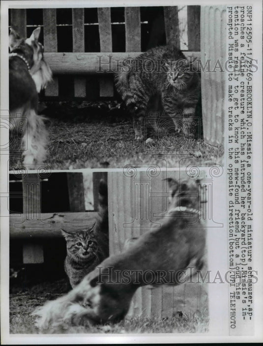 1969 Press Photo Miniature Schnauzer Dog & Cat Fight in Brooklyn, Ohio