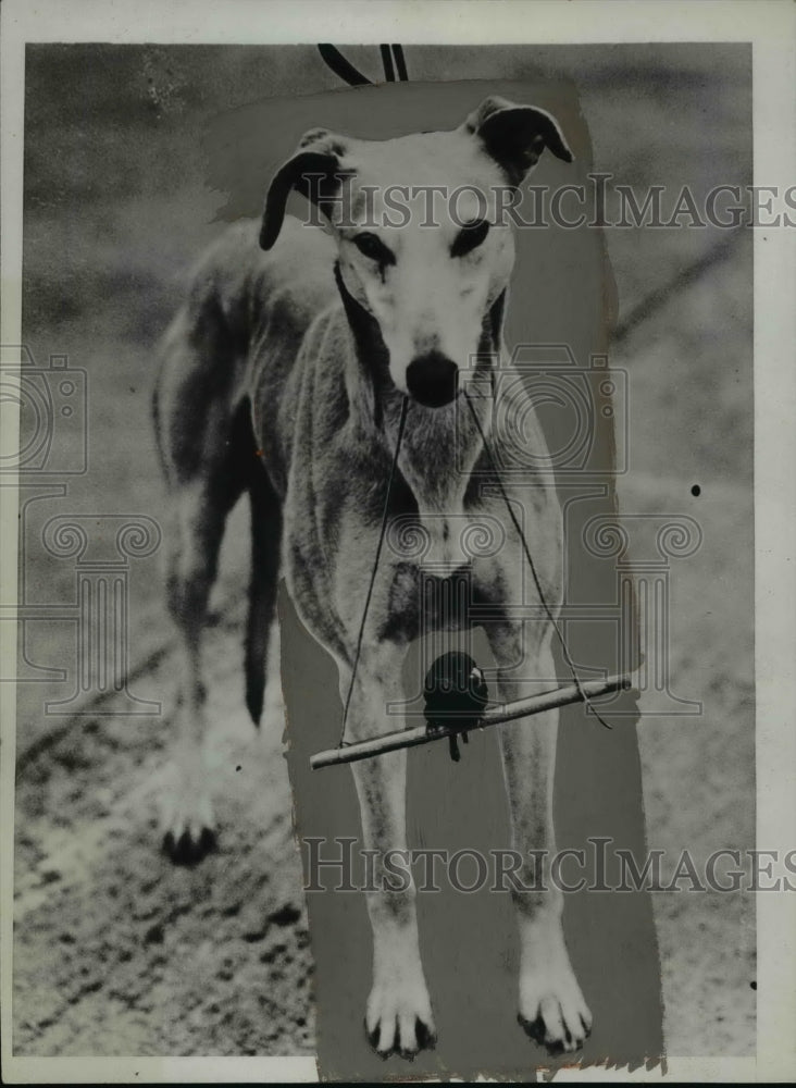 1934 Press Photo Long Beach, NJ Kennel Club Dog and Sparrow - nef40961