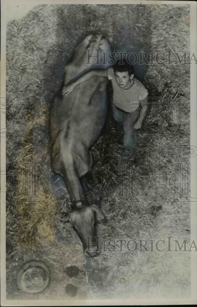 1947 Press Photo Discontented cow Leis comforted by Richard Halston fell in sile