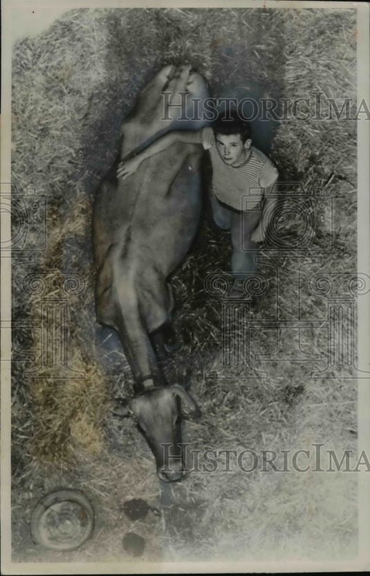 1947 Press Photo Discontented cow Leis comforted by Richard Halston fell in sile