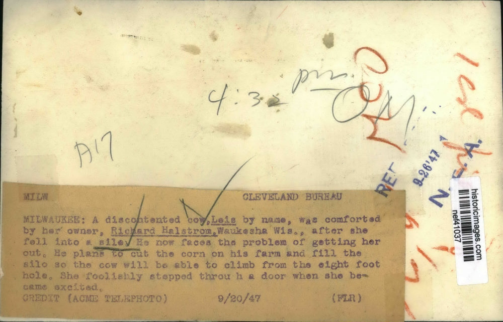 1947 Press Photo Discontented cow Leis comforted by Richard Halston fell in sile